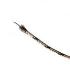 UNDERCARP Leadcore 45 lbs - barna
